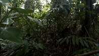 El Yunque rain forest